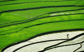 Картинка поля, Китай, посевы, рис