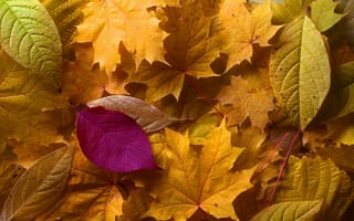 Обои Leaves, nature, autumn