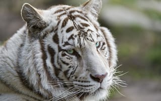 Картинка белый тигр, кошка, взгляд, тигр, морда