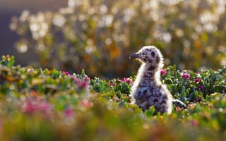 Картинка птица, западная чайка, Калифорния, США, цыпленок, Channel Islands National Park