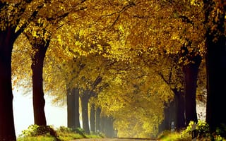 Картинка природа, листва, трава, осень, деревья, дорога, Октябрь
