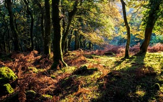 Картинка осень, мох, солнечно, лес, деревья, трава