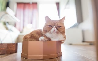 Картинка кот, коробка, экзот