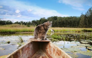 Картинка кошка, природа, взгляд, лодка