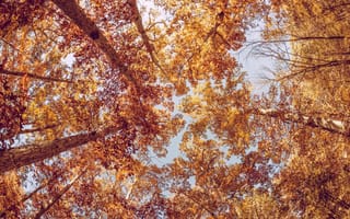 Картинка осень, листья, деревья, желтые, листва, оранжевые, крона