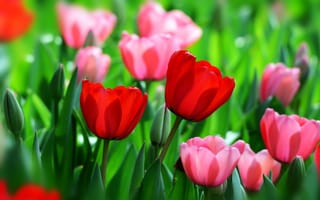 Картинка красный, тюльпаны, бутоны, весна