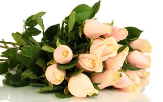 Обои розы, белый, цветы, букет, розовые, листья