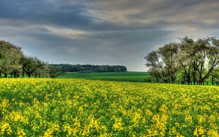 Картинка поле, Hessen, рапс, деревья, Германия