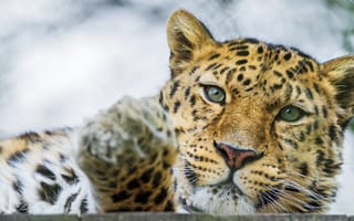 Картинка леопард, кошка, ©Tambako The Jaguar, амурский, морда