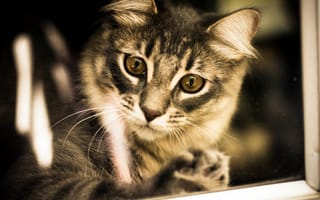 Картинка глаза, взгляд, сибирская кошка