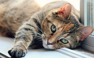 Картинка кошка, зеленые, подоконник, кот, лапа, глаза, окно