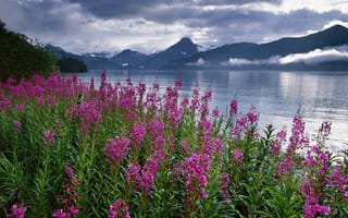 Картинка небо, облака, север, горы, цветы, природа, США, озеро, Аляска