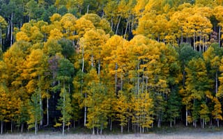 Картинка Ridgway, Colorado, осень, Колорадо, Риджуэй, лес, деревья