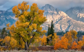 Картинка США, горы, осень, штат Вайоминг, деревья, национальный парк Гранд-Титон