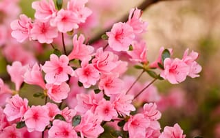 Картинка цветы, весна, розовые, лепестки