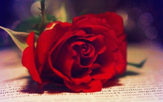 Картинка роза, красная, размытость, книга, макро
