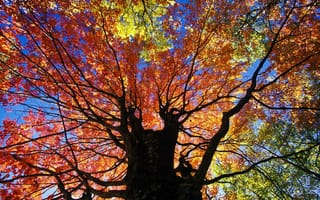 Картинка дерево, ветки, осень, листья, ствол