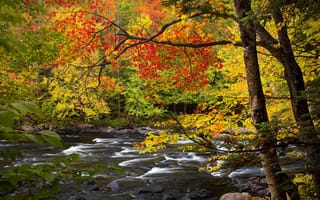 Картинка Algonquin Park, осень, листья, деревья, река, камни, Ontario