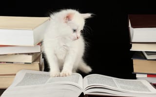 Картинка котёнок, голубоглазый, страницы, книги, задумчивость
