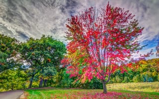 Картинка Fall Color, Road, Landscape