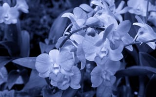 Картинка белые цветы, стебли, лепестки, серо-голубой