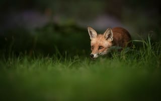 Картинка female Red Fox, женский, dawn, лиса, поле трава, grass field, красный, рассвет