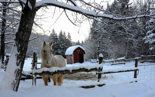 Картинка зима, снег, деревья, лошадь, загон
