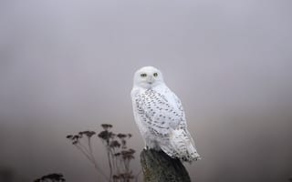 Картинка Snowy Owl, Fog, птица