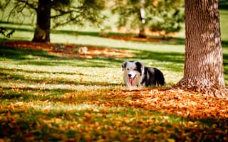 Картинка осень, друг, парк, собака