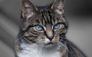 Картинка кошка, уши, взгляд, окрас, животное, голубые глаза