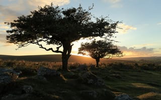 Картинка landscape, dartmoor, trees, nature, sunset