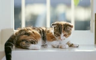 Картинка котёнок, окно, полосатый