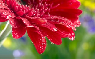 Картинка beautiful red daisy gerbera, капли воды, water drops, rose, красивые красные герберы ромашка, flower, цветок, Close Up, макро, роза