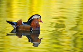 Картинка Male Mandarin Duck, утра, вода, перья, пруд, окрас, птица