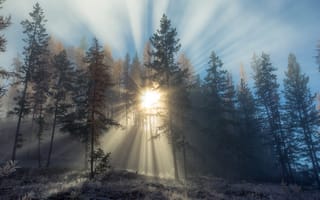 Картинка British Columbia, лес, деревья, утро, зима, Canada