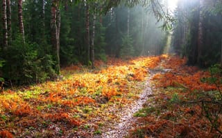 Картинка лес, осень, природа