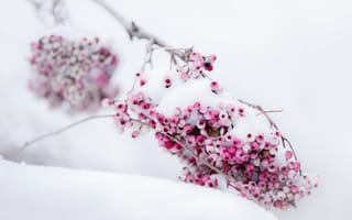 Картинка Berries, природа, снег