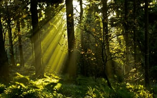 Картинка лес, солнце, лучи, свет, деревья, ветки, трава