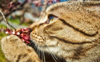 Картинка кот, ягода, весна