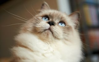 Картинка кошка, мордочка, взгляд, сиамская