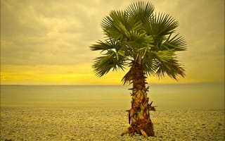 Картинка ницца, пляж, дерево, море, пальма