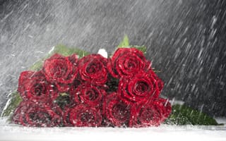Картинка розы, капли, букет, вода, дождь, красные