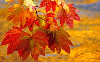 Обои листья, ветка, осень, клен, природа