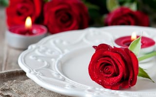 Обои роза, капли, бутон, свечи, капельки, цветы, красная, тарелка