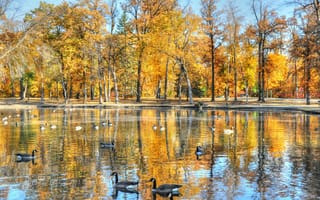 Картинка осень, парк, деревья, птицы, вода, листва, пруд