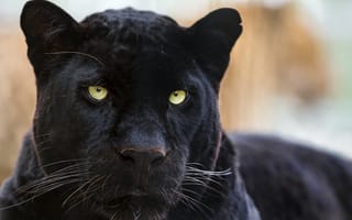 Картинка пантера, чёрный, ©Tambako The Jaguar, морда, леопард, кошка