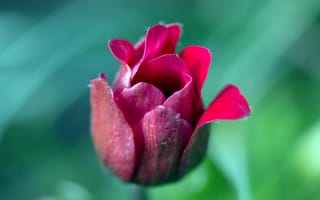 Картинка цветок, тюльпан, природа