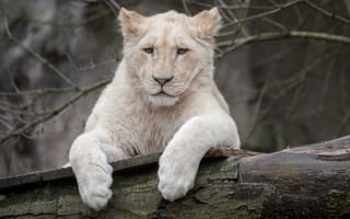 Картинка белый лев, львёнок, кошка, бревно