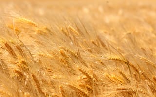 Картинка пшеница, поле, пора, спелая, колоски, жёлтая
