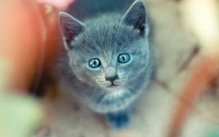 Картинка котенок, взгляд, серый, дымчатый